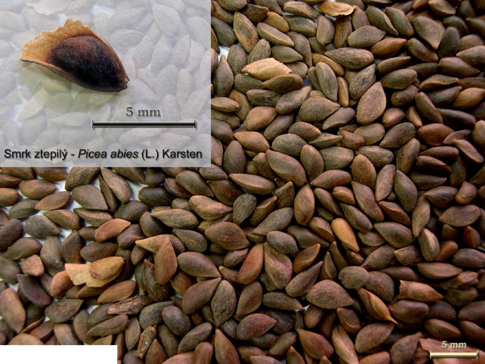 Smrk ztepilý - Picea abies (L.) Karsten