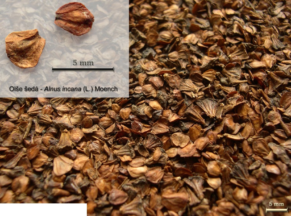 Olše šedá - Alnus incana (L.) Moench