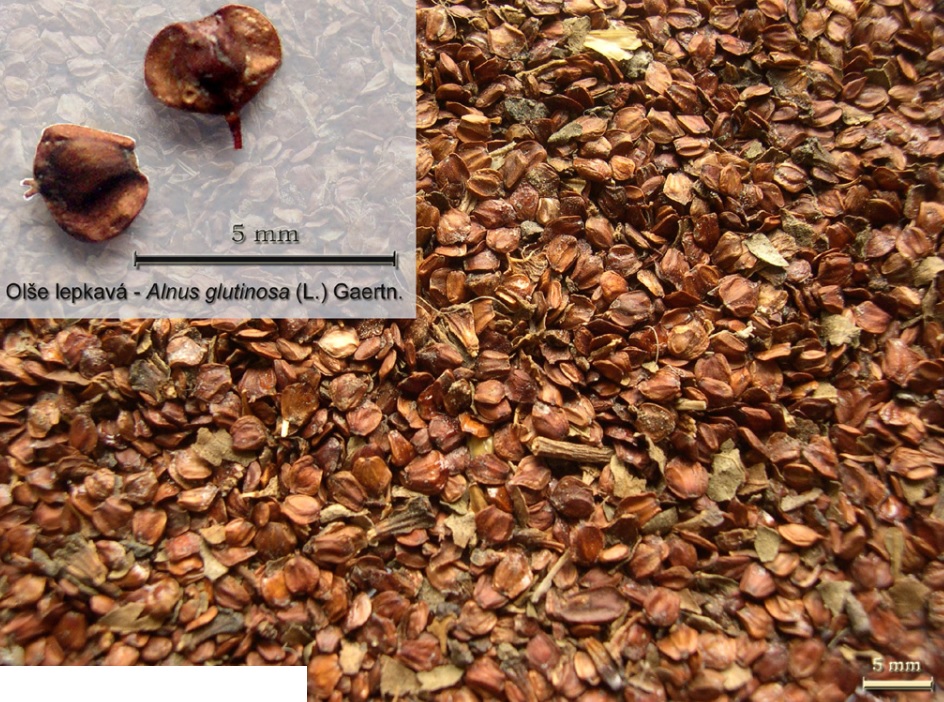 Olše lepkavá - Alnus glutinosa (L.) Gaertn.